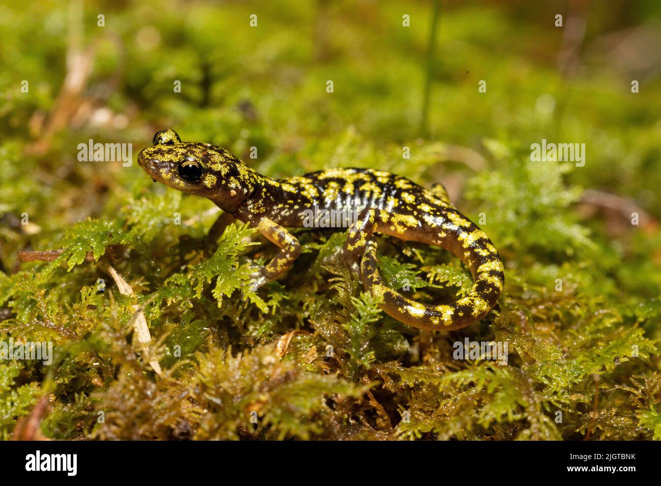 Aneides aeneus - salamandre verte Banque D'Images