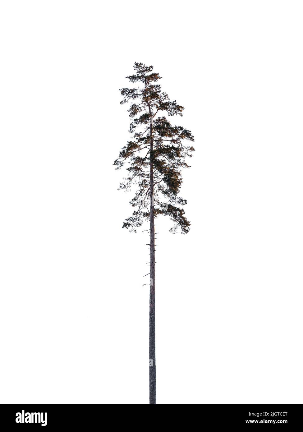 Grand pin isolé sur fond blanc, photo de silhouette naturelle Banque D'Images