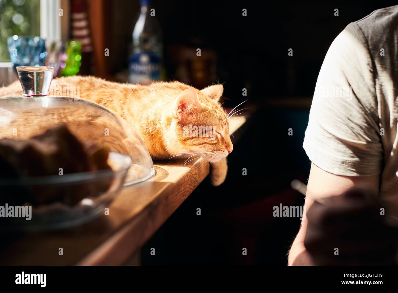 Portrait d'un chat au gingembre sur la table à côté du propriétaire. Le chat est détendu et endormi. Vue avant. Banque D'Images