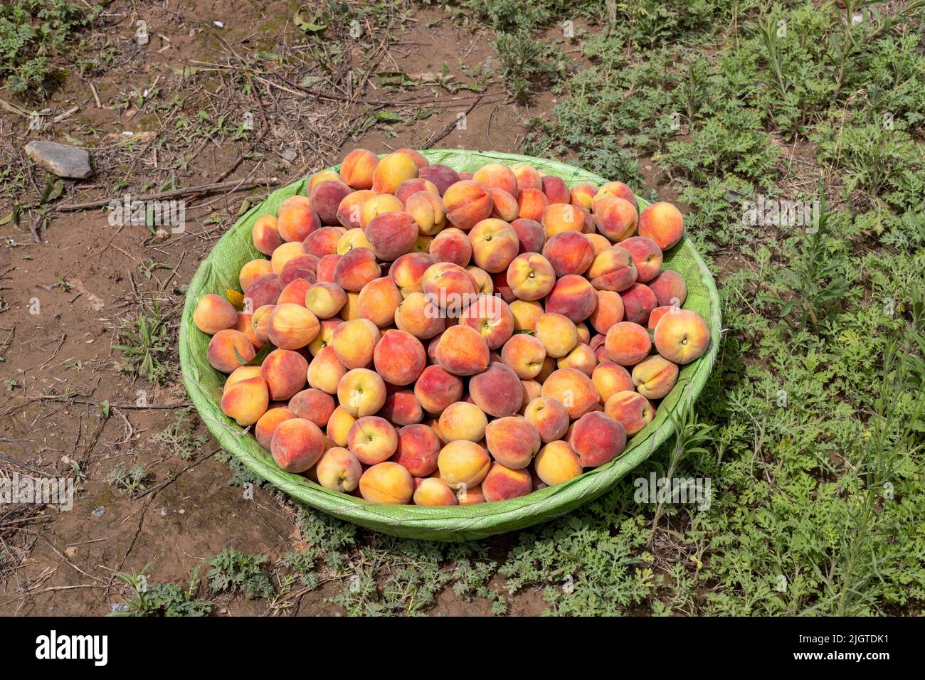 Cueillir des pêches fraîches et mûres dans les arbres dans le grand panier Banque D'Images