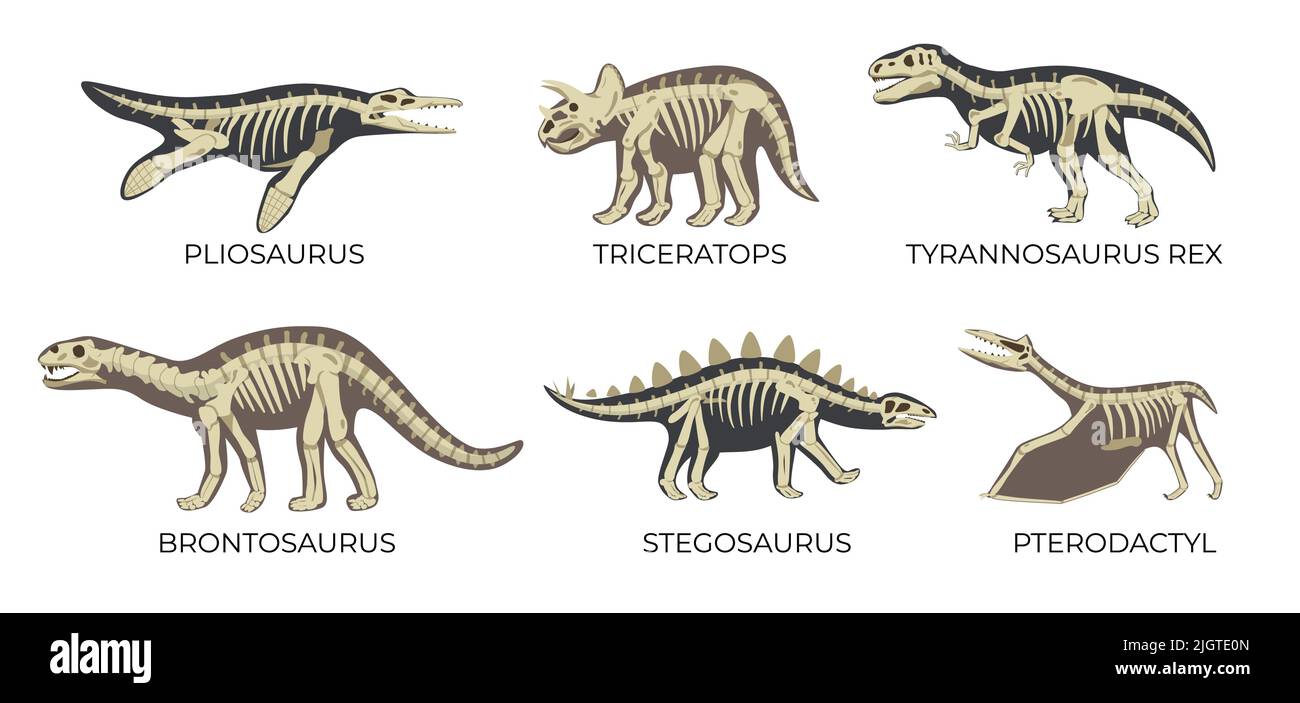 Ensemble plat de squelettes de dinosaures anciens avec pliosaurus triceratops tyrannosaurus rex brontosaurus stegosaurus et vecteur isolé ptérodactyle illustrate Illustration de Vecteur