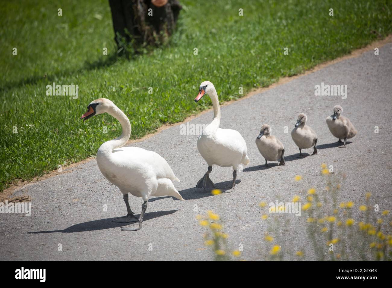 Mute Swan famille (Cygnus olor) marche dans la rue Banque D'Images