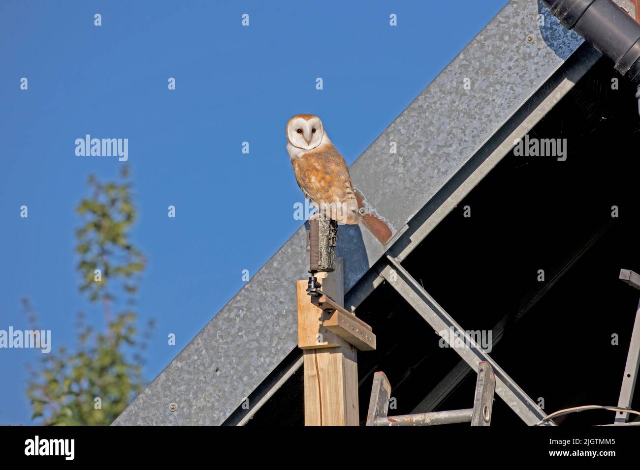Le hibou de la grange Tyto alba perching sur la caméra Browning Trail à environ 0620 heures configuré pour enregistrer les mouvements de nuit à Colemans Hill Farm Mickleton dans le berceau Banque D'Images