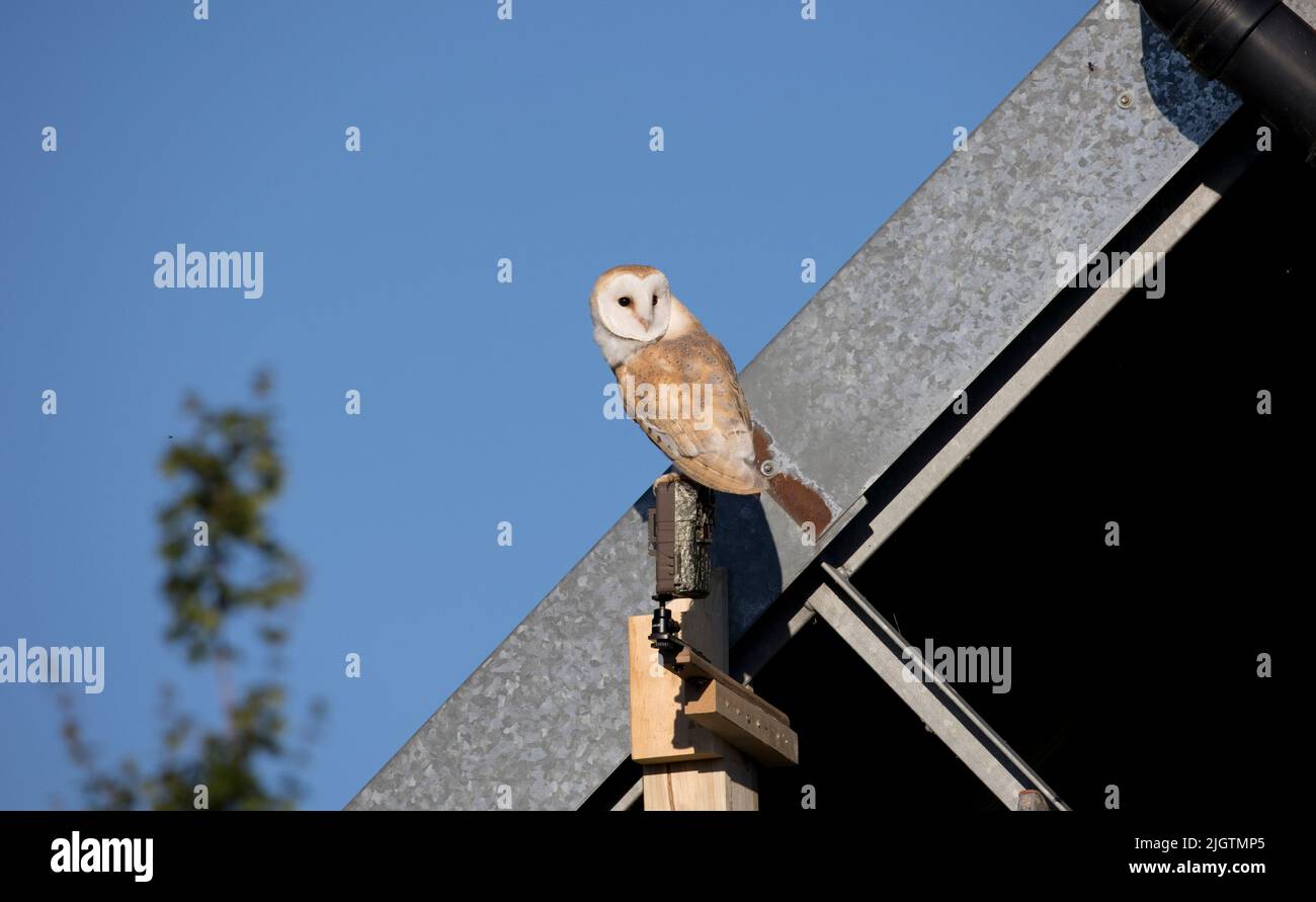 Le hibou de la grange Tyto alba perching sur la caméra Browning Trail à environ 0620 heures configuré pour enregistrer les mouvements de nuit à Colemans Hill Farm Mickleton dans le berceau Banque D'Images