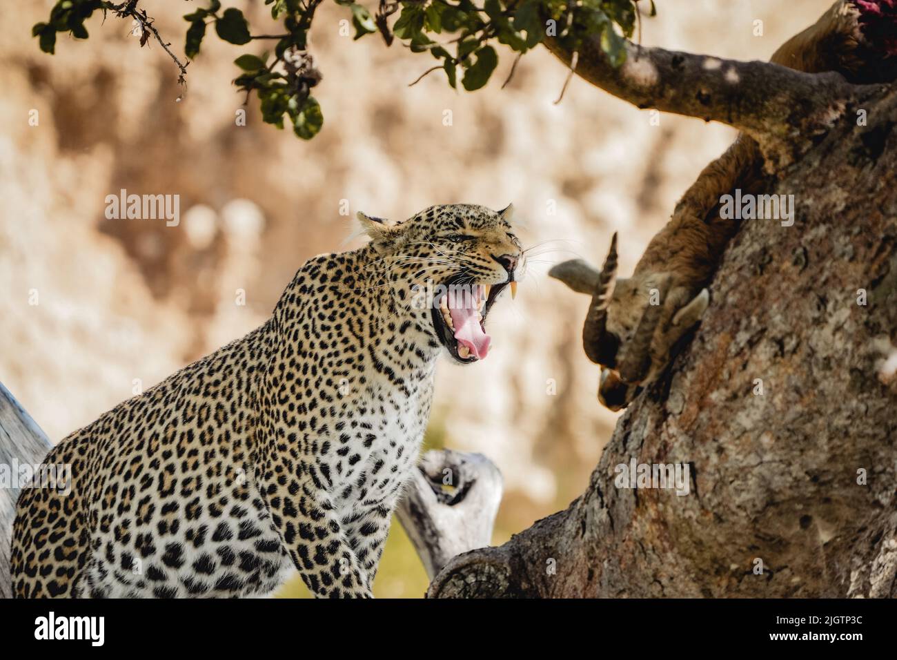 Un gros plan d'un léopard dangereux qui tourne sur l'arbre dans son habitat Banque D'Images