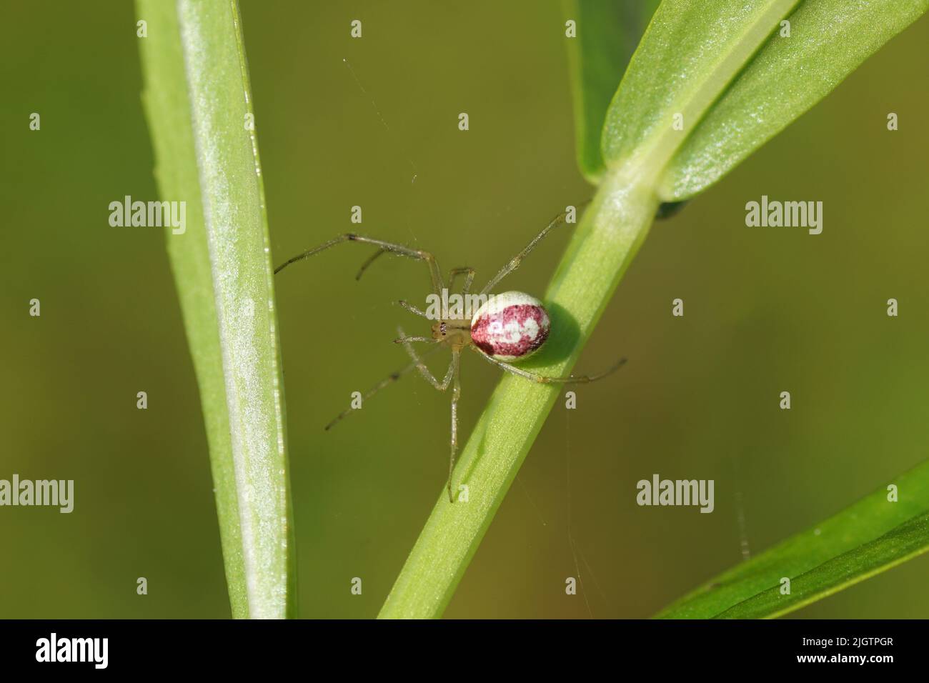 Gros plan de l'araignée Enoplognatha ovata ou du genre Enoplognatha latimana, famille des Theridiidae. Dans une usine. Juillet, jardin hollandais. Banque D'Images