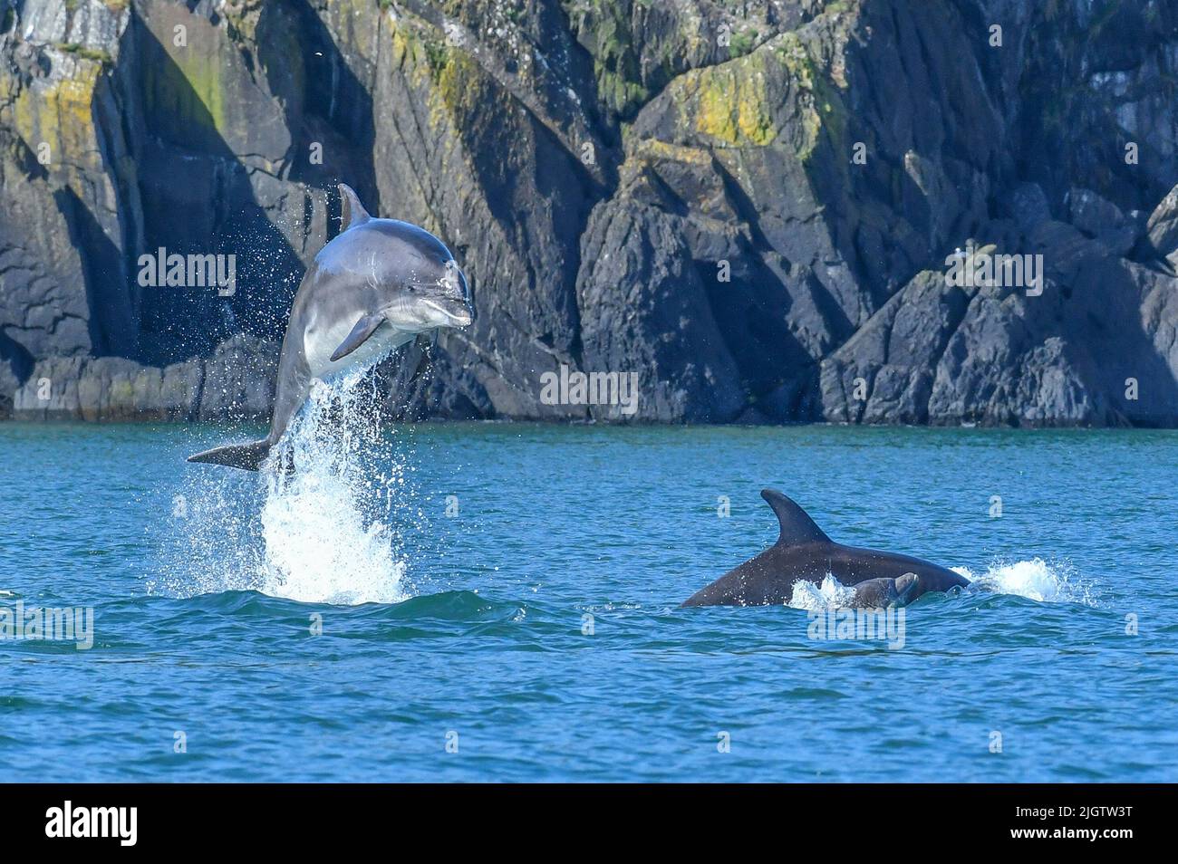 Un dauphin solitaire adulte s'en saume de l'eau, saluant une mère et un bébé. Ceredigion, pays de Galles: CES PHOTOS INCROYABLES montrent un dauphin qui bonde du Royaume-Uni Banque D'Images