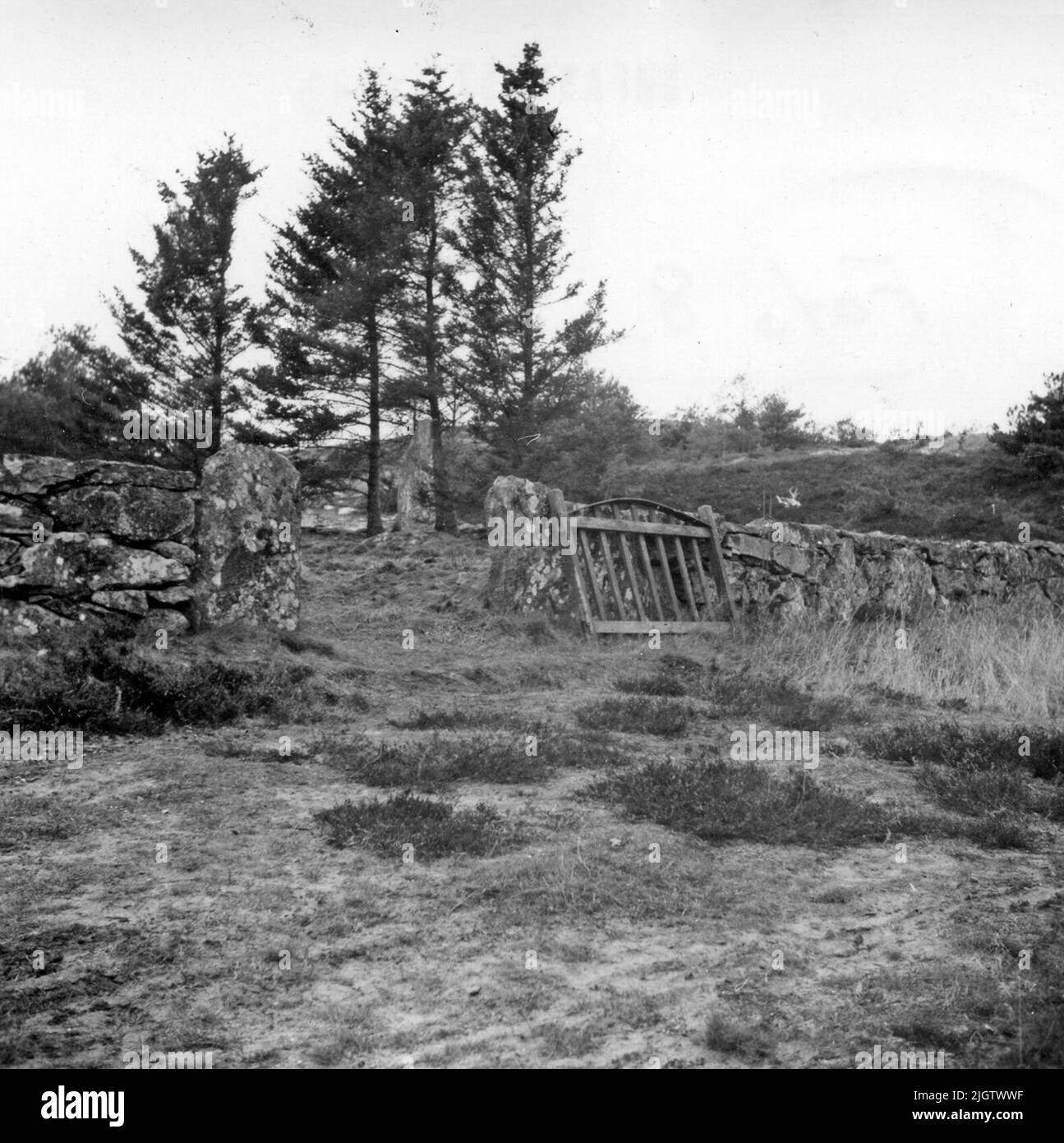 Texte à l'image: 'Skaftö sn Långedalen. Le cimetière du choléra à Åse. Sur 22 août, le premier décès 'af choléra Morbus' se produit à Fiskebäckskil. C'est la veuve Marlena Svensdotter qui décède 78 1/2 ans. Jusqu'à 16 septembre, 78 personnes meurent dans le même eperic à Fiskebäckskil, c'est-à-dire environ 11 pour cent de la population meurt en moins de quatre semaines. Source : le choléra à Fiskebäckskil en 1834. Banque D'Images