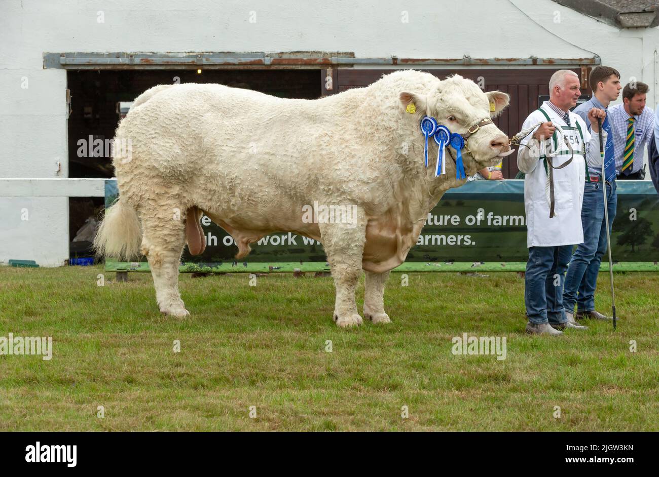 Great Yorkshire Show, Harrogate, Royaume-Uni. 12 juillet 2022. Charolais Bull, Champion de réserve, avec Stockman au Great Yorkshire Show, Harrogate, face à ri Banque D'Images