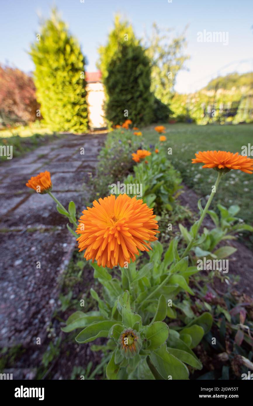 Belle fleur orange marigold dans le lit de fleur de jardin Banque D'Images