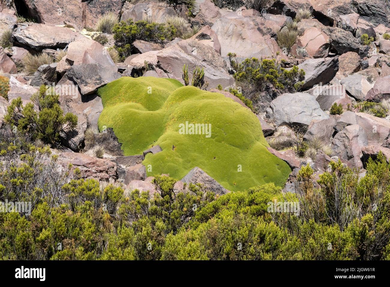 Yareta ou Llareta, Azorella compacta, croissant dans les rochers du parc national de Lauca sur l'altiplano andin Chili. Banque D'Images
