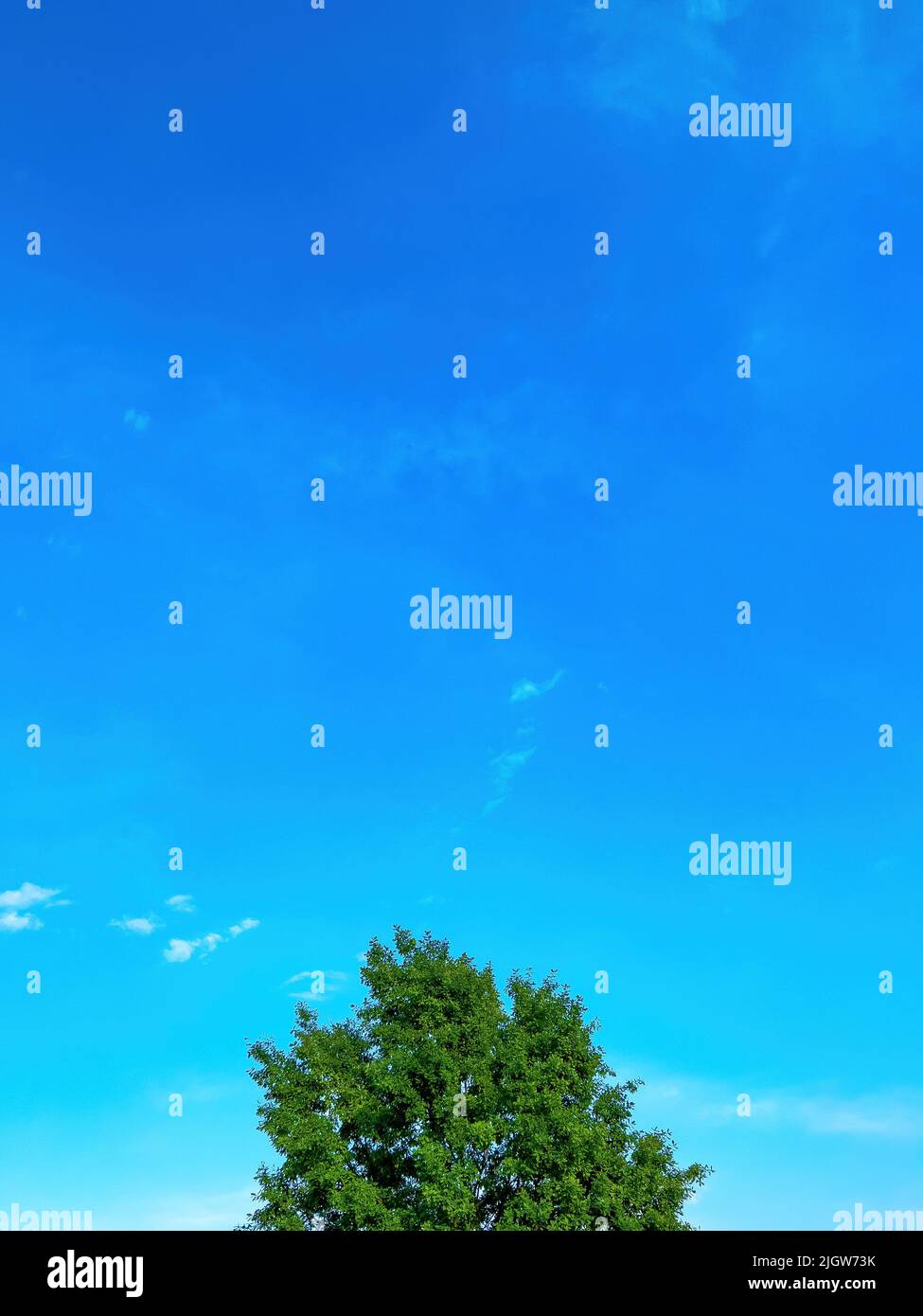 Cime à feuilles caduques vertes avec un riche feuillage luxuriant contre le ciel bleu comme magnifique espace de copie naturel et image d'arrière-plan en orientation verticale Banque D'Images