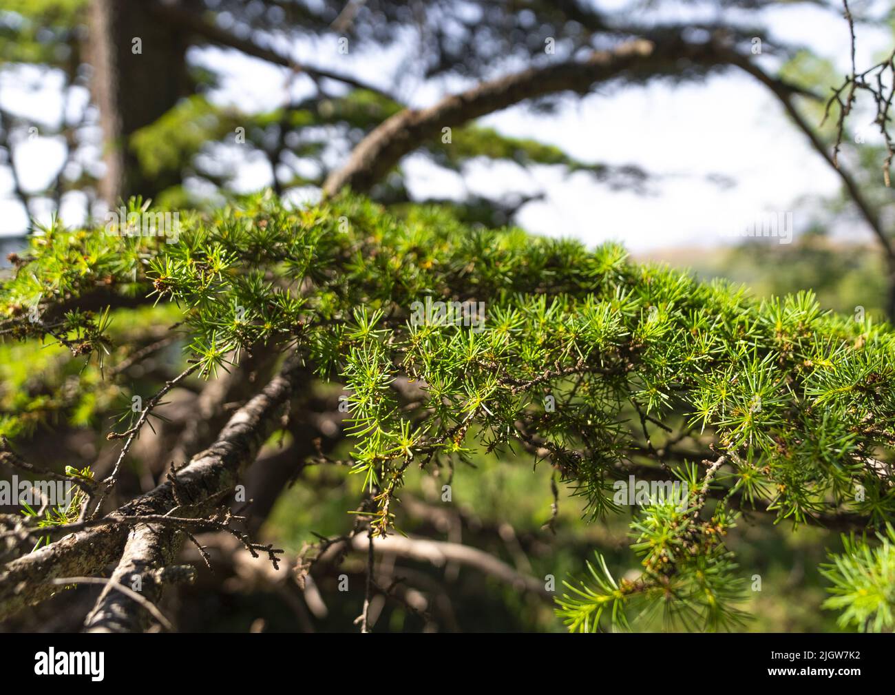 Réserve naturelle de la forêt de Cèdre de Tannourine, gouvernorat du Nord-Liban, Tannourine, Liban Banque D'Images
