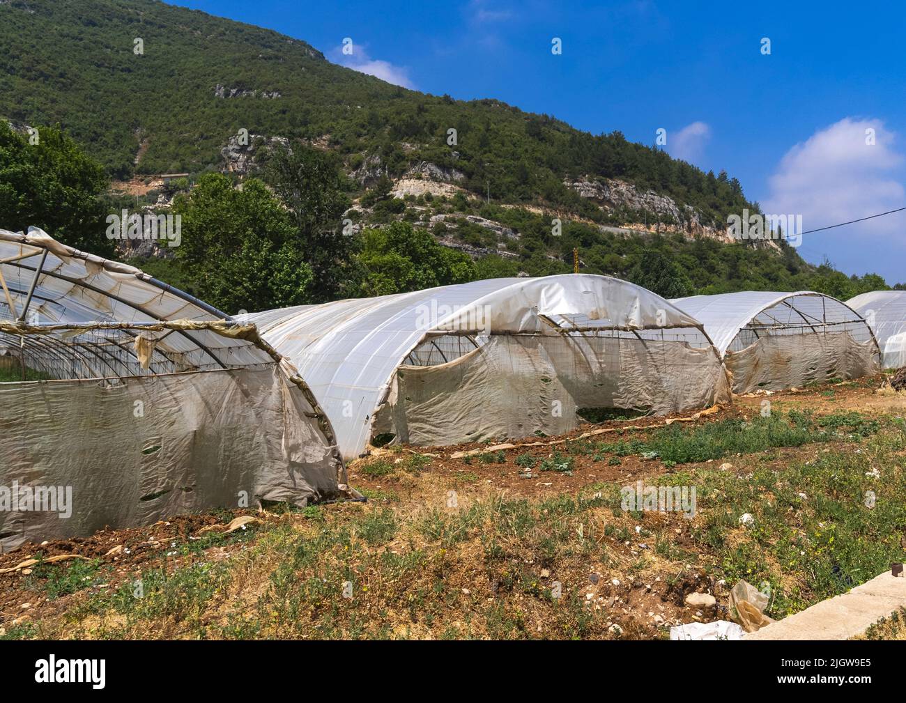 Serres dans une ferme, Mont Liban, Bsatin Al-Ossi, Liban Banque D'Images