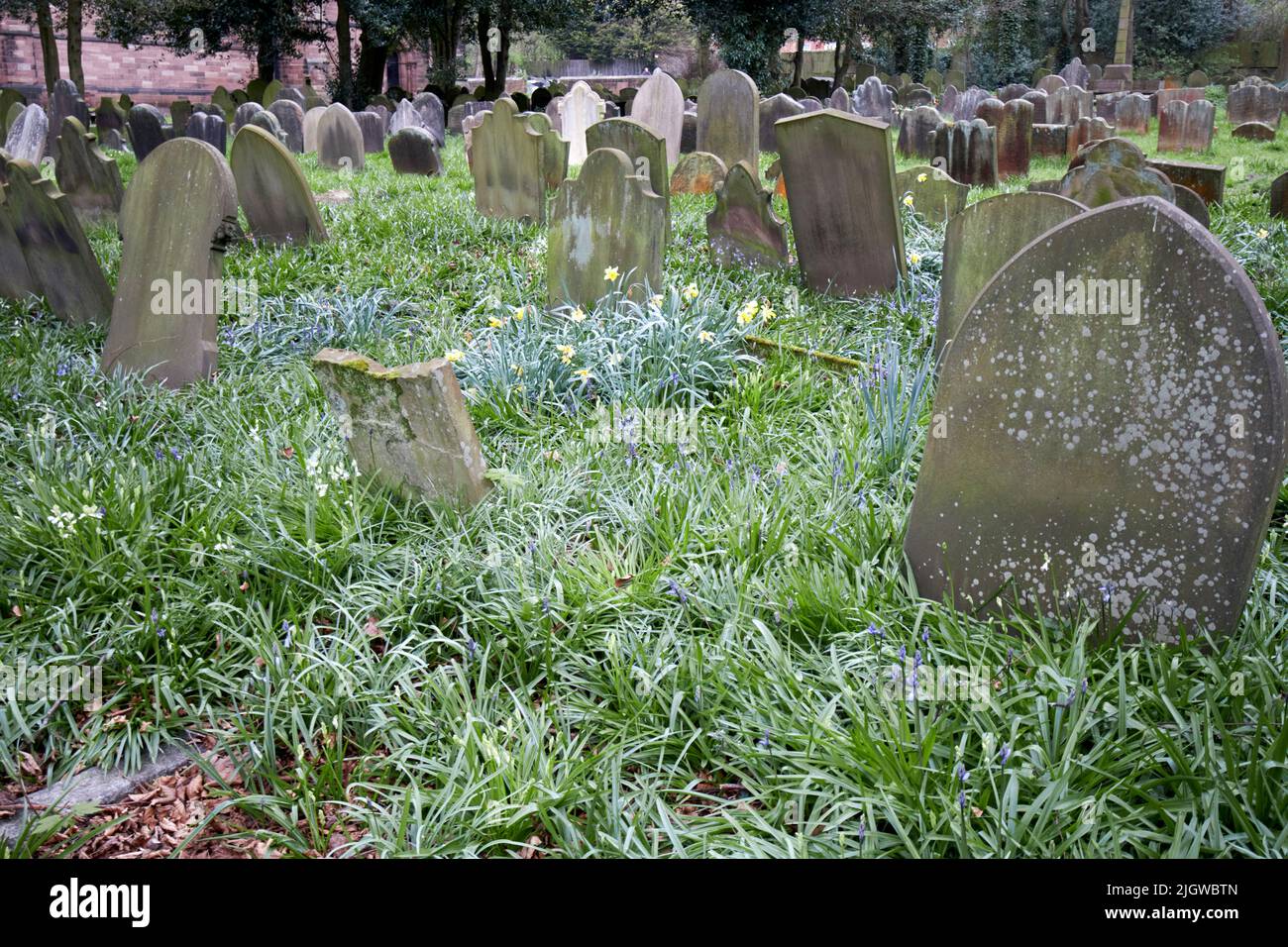 Les cloches et les jonquilles fleurissent de fleurs au milieu de vieilles pierres à tête dans le domaine de l'église St Chads et du cimetière Kirkby Merseyside England uk St Chads est sur Banque D'Images