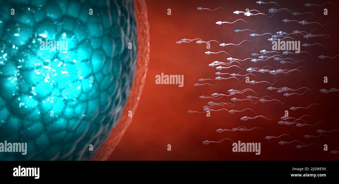 Beaucoup de spermatozoïdes, légèrement transparent, scientifiquement correct se déplaçant vers zygote sur fond bleu - 3D illustration Banque D'Images