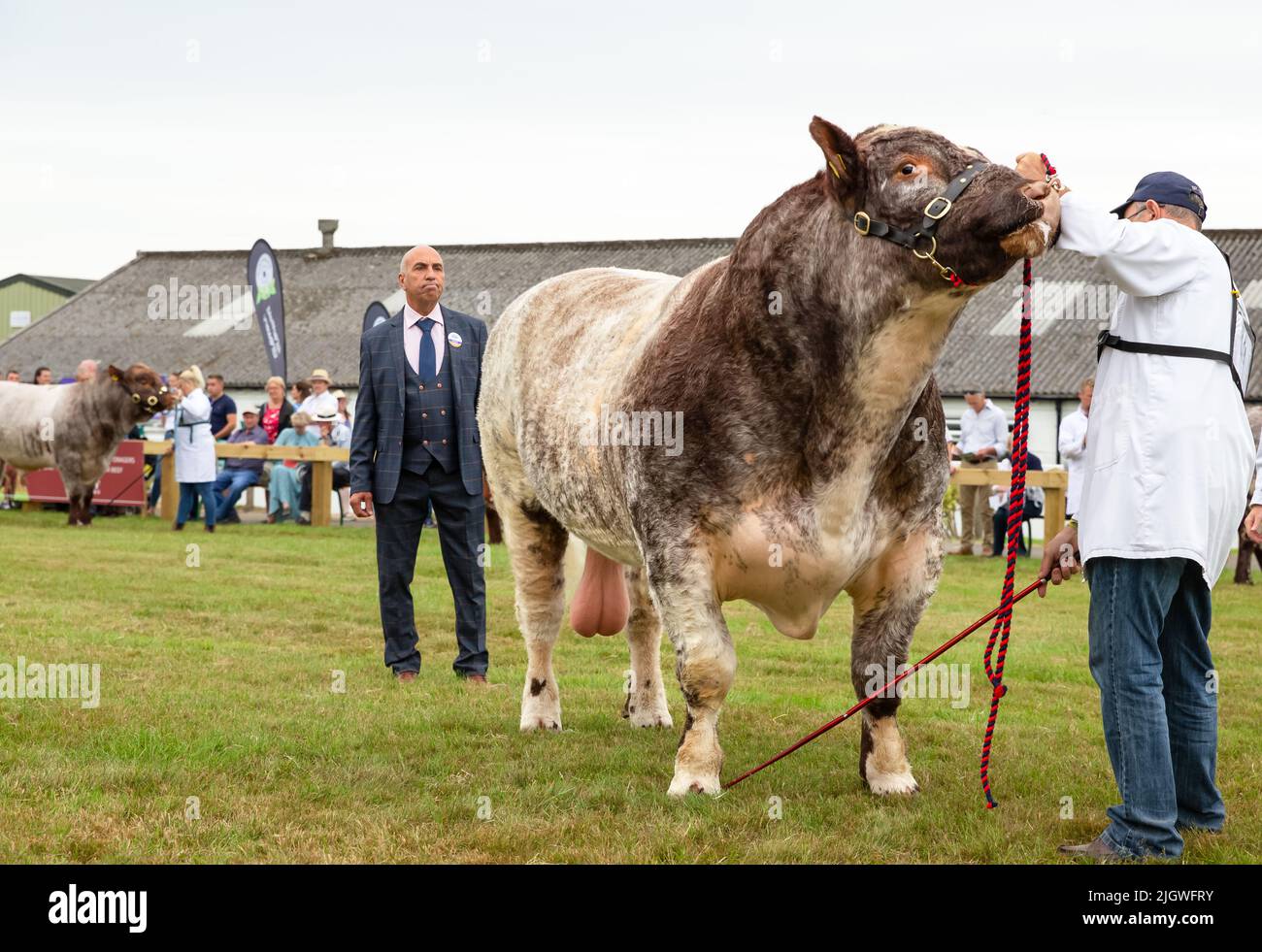 Grand Yorkshire Show, Harrogate, Royaume-Uni, 12 juillet 2022, jugement des taureaux de bœuf à tête courte le premier jour du Grand Yorkshire Show avec le juge Banque D'Images