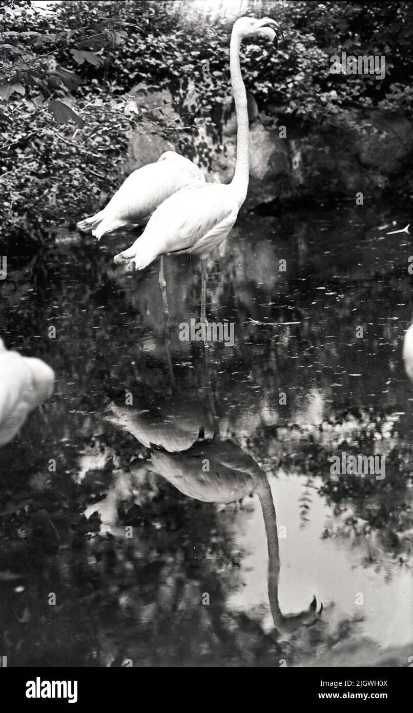 Original-Bildunterschrift: Wie lange mögen die Zwei wohl auf einem Bein stehen? Flamingos im Berliner Zoo, Allemagne 1955. Banque D'Images