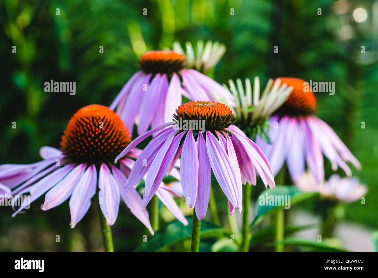 groupe de coneflowers attendant que les abeilles tombent à côté Banque D'Images