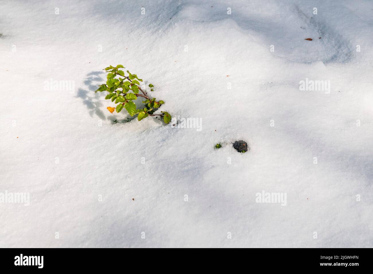 Une vue de dessus d'une plante verte qui pousse d'un sol couvert de neige à Martial Glazier à Ushuaia, Argentine Banque D'Images