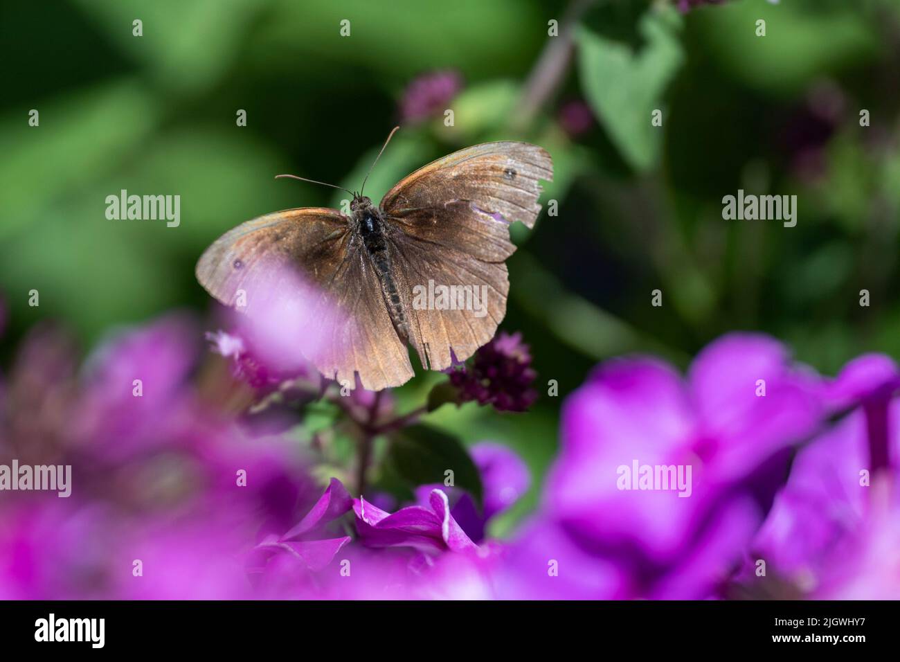 Dans le jardin, Hambourg, Allemagne Banque D'Images