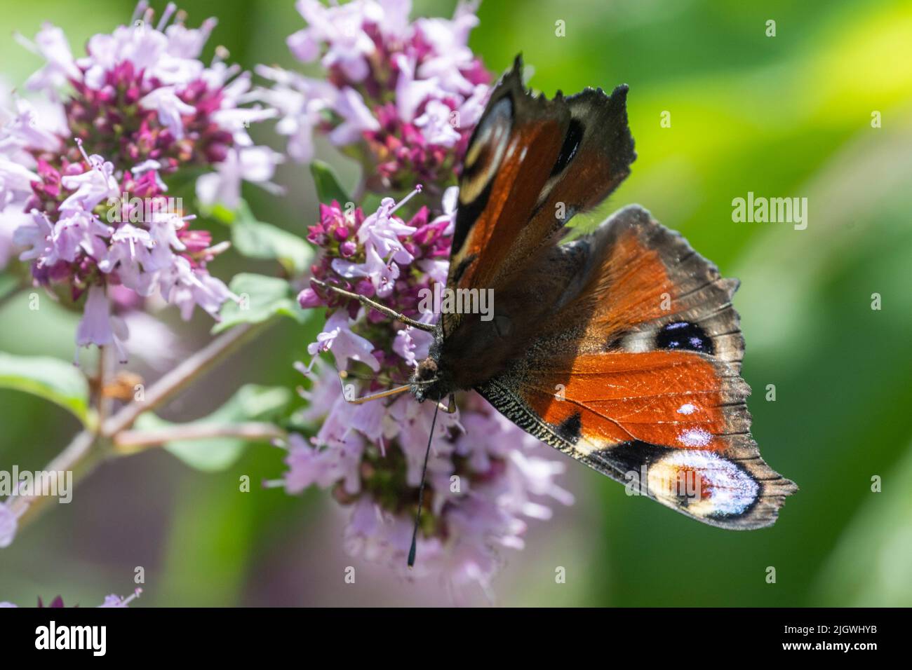 Dans le jardin, Hambourg, Allemagne Banque D'Images