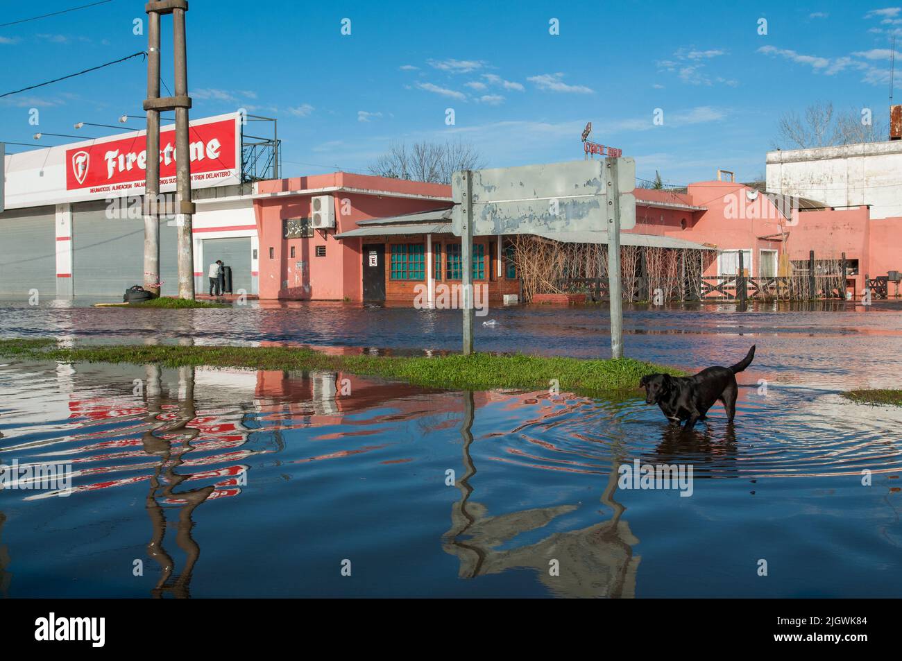 Un chien noir marchant dans les rues de San Antonio de Areco lors des inondations à Buenos Aires, en Argentine. Banque D'Images