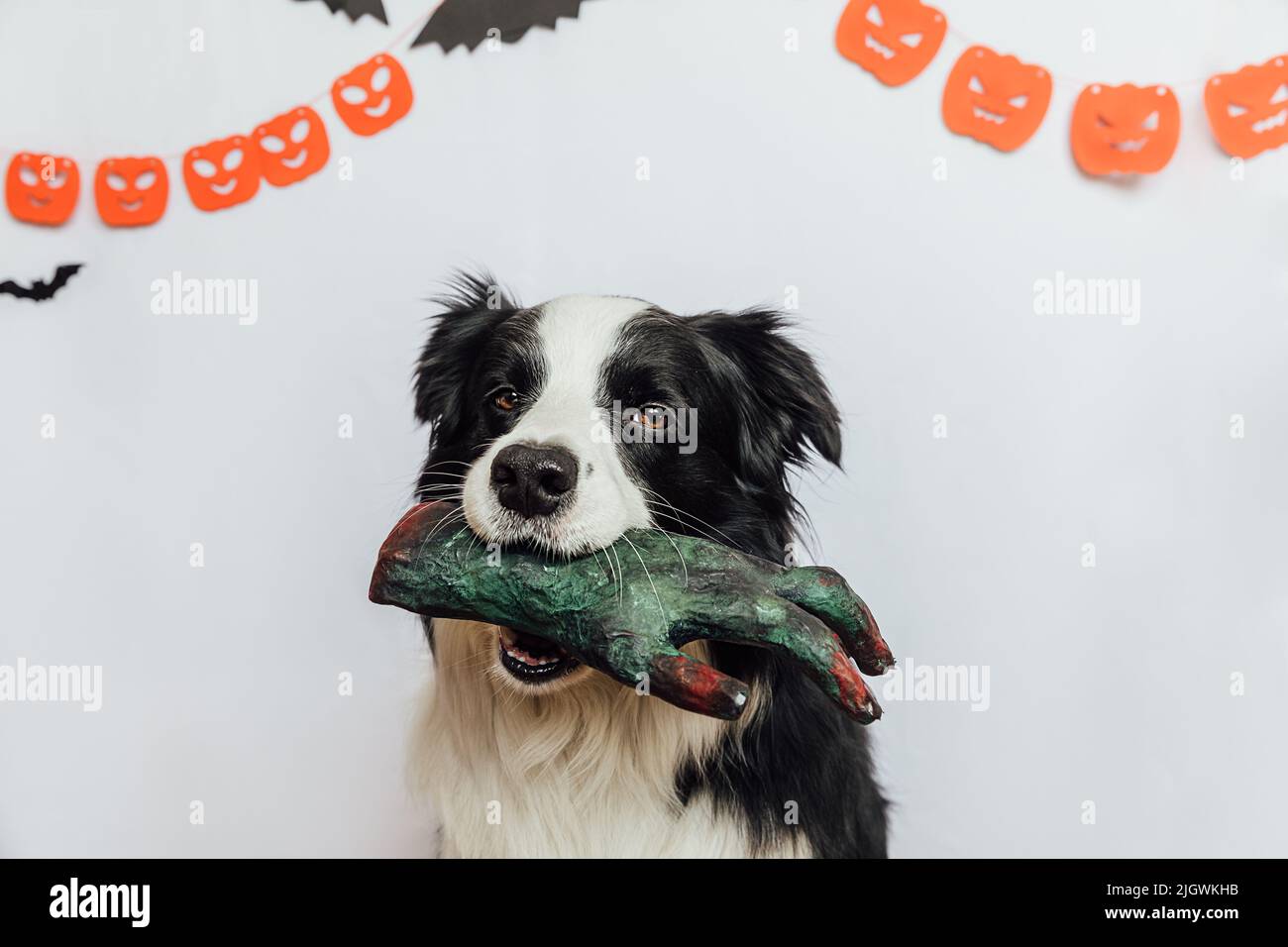 Concept Trick or Treat. Drôle chien chien bordure collie tenant effrayant et effrayant zombie main dans la bouche sur fond blanc avec décorations guirlande halloween. Préparation pour la fête d'Halloween Banque D'Images