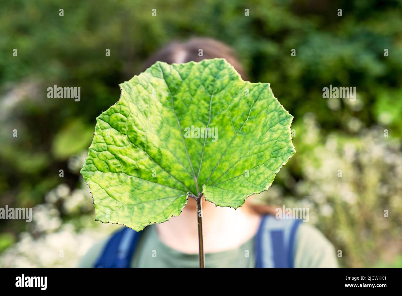 Jeune femme tenant une feuille de terrier verte dans sa main devant son visage dans une forêt anonyme maquette de concept psychologique sans visage Banque D'Images