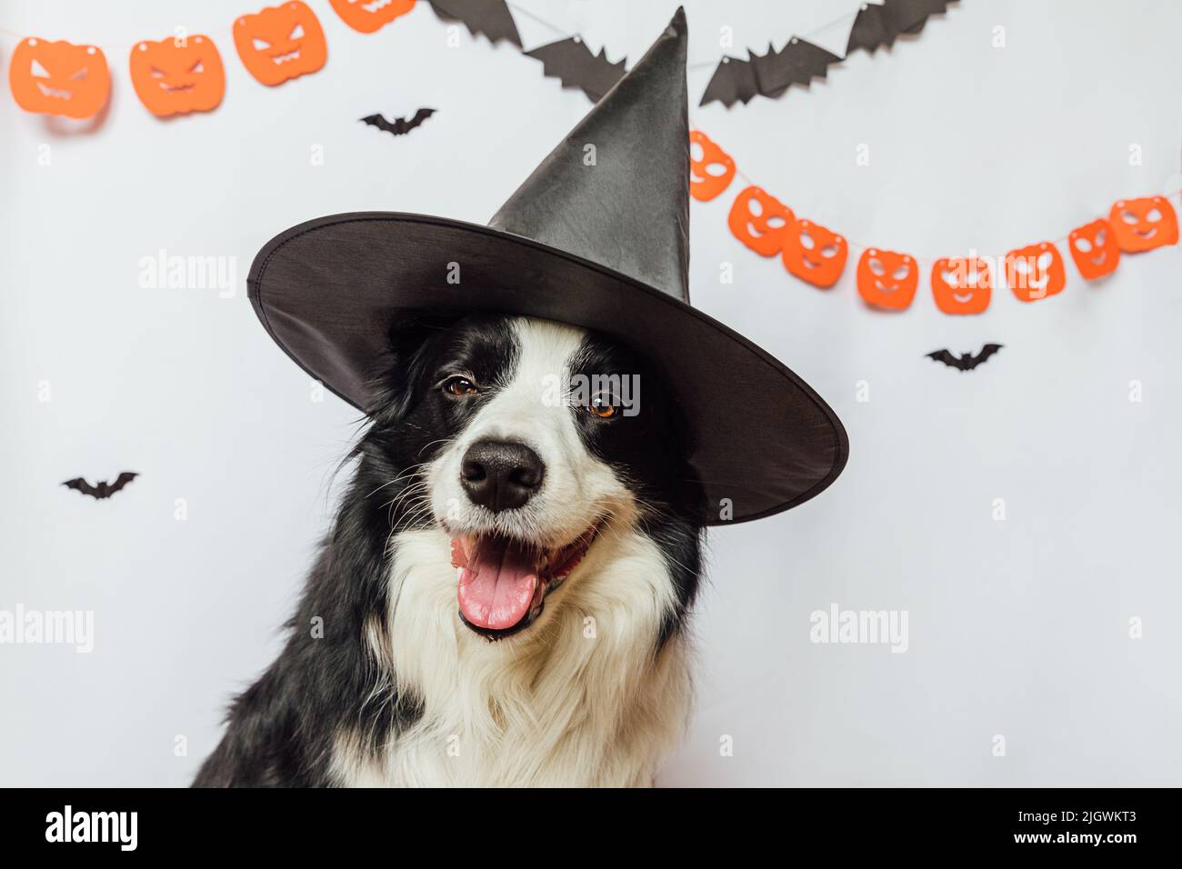 Concept Trick or Treat. Drôle chien chien bordure collie habillé en halloween chapeau sorcière costume effrayant et sinistre sur fond blanc avec décorations guirlande halloween. Préparation pour la fête d'Halloween Banque D'Images
