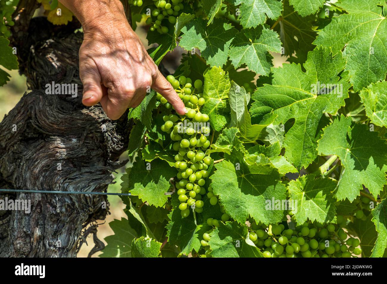 Domaine Peylong à Suze, France. Le raisin de la vigne Clairette a la forme d'une olive Banque D'Images