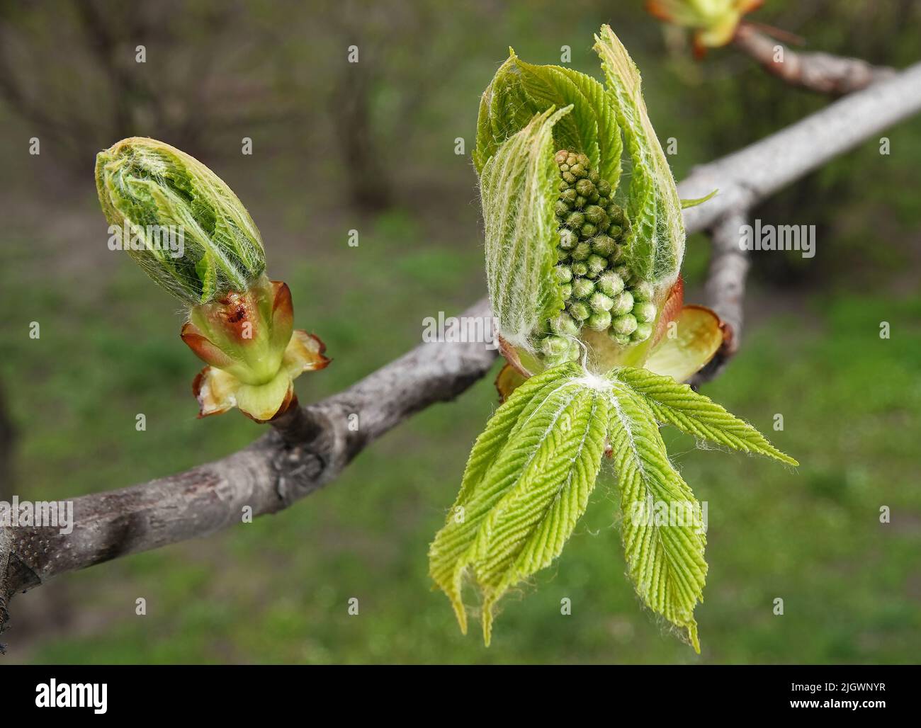 Au printemps, les bourgeons d'un châtaignier fleurissent Banque D'Images