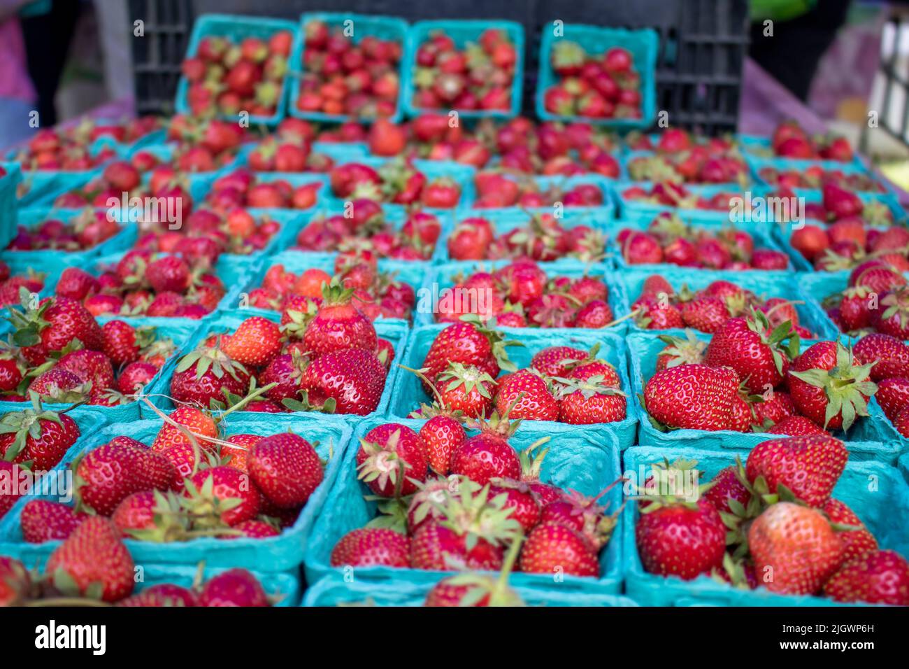fraises fraîchement cueillies dans un punnet sarcelle à un marché de framerers en plein air Banque D'Images