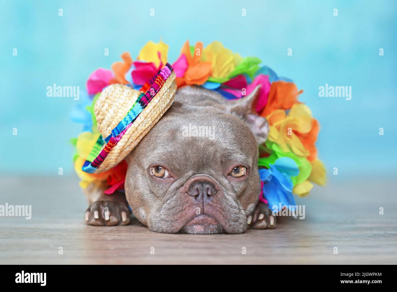 Cute domestic dog brindle french Banque de photographies et d'images à  haute résolution - Alamy
