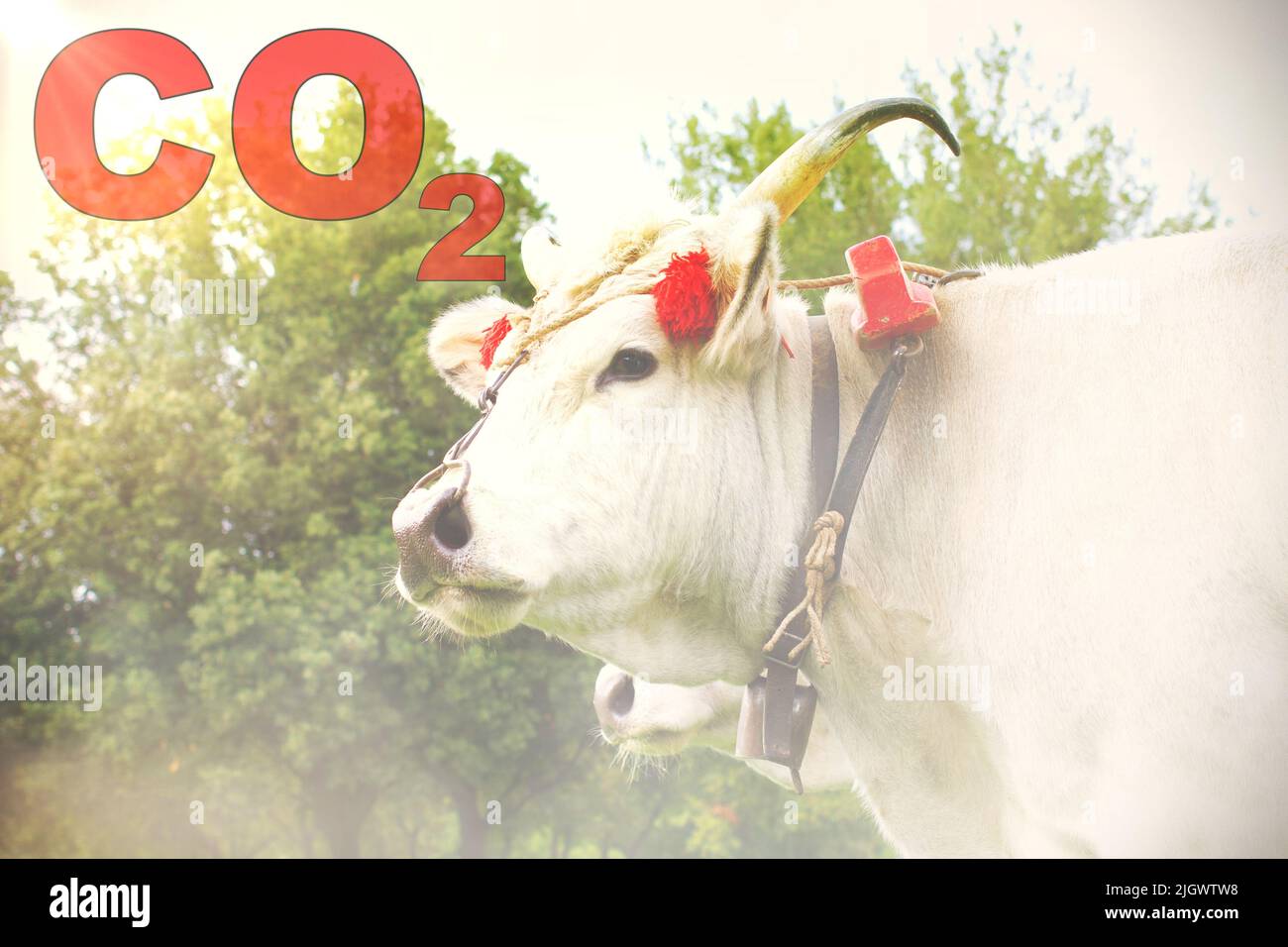 Vache blanche domestique dans une ferme avec le texte 'CO2' et effet de fumée. Concept de pollution. Banque D'Images