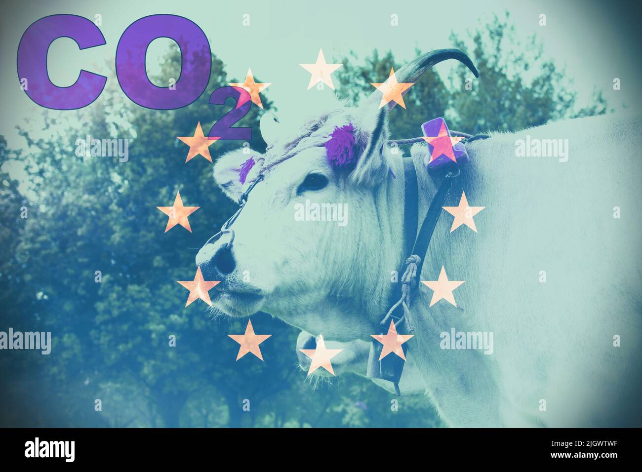 Vache blanche domestique dans une ferme avec drapeau européen comme arrière-plan et le texte 'CO2' et effet de fumée. Concept de pollution. Banque D'Images