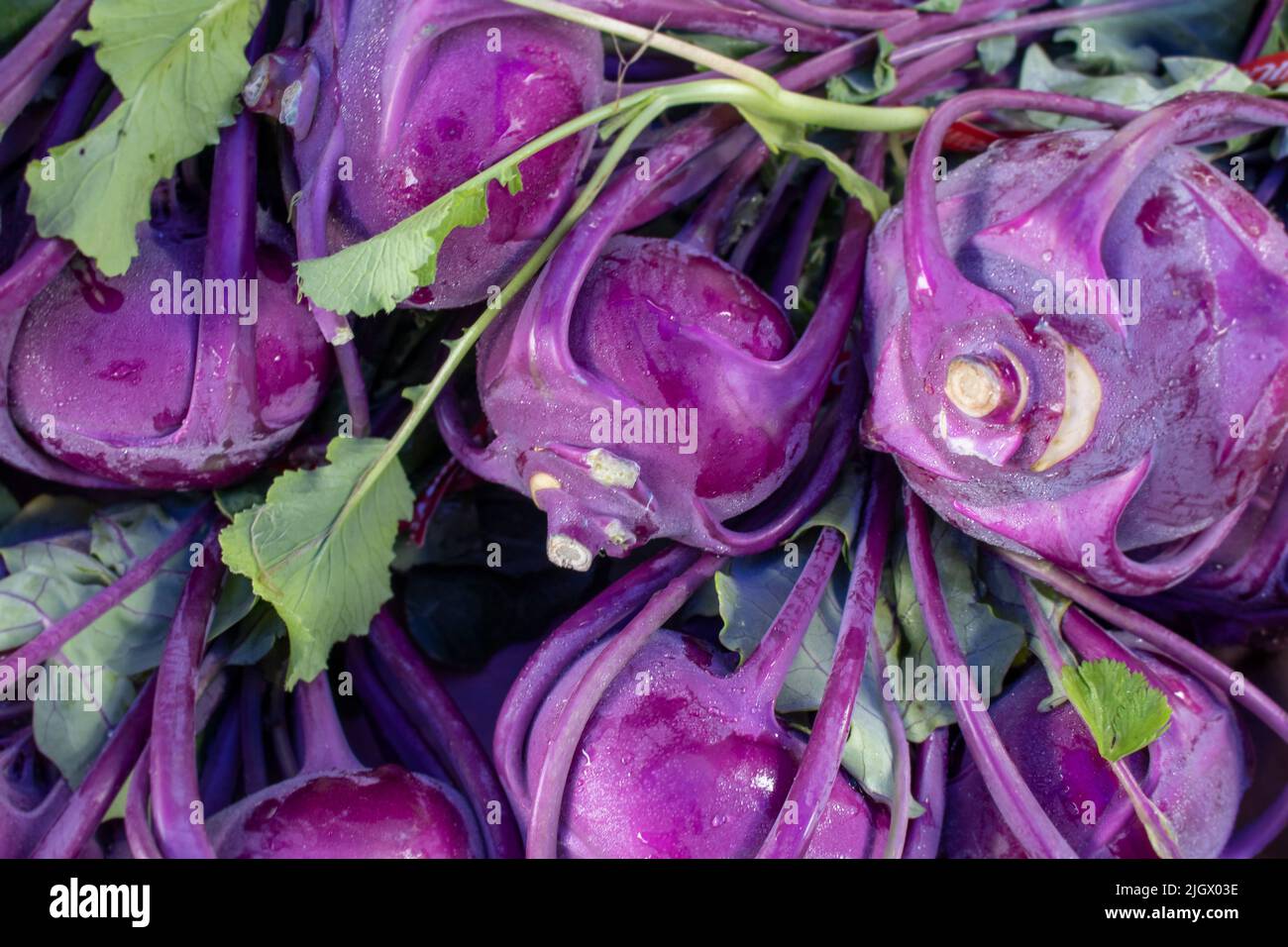 Plein cadre de frais beau bio Purple Kohlrabi à un marché de fermiers loacal Banque D'Images