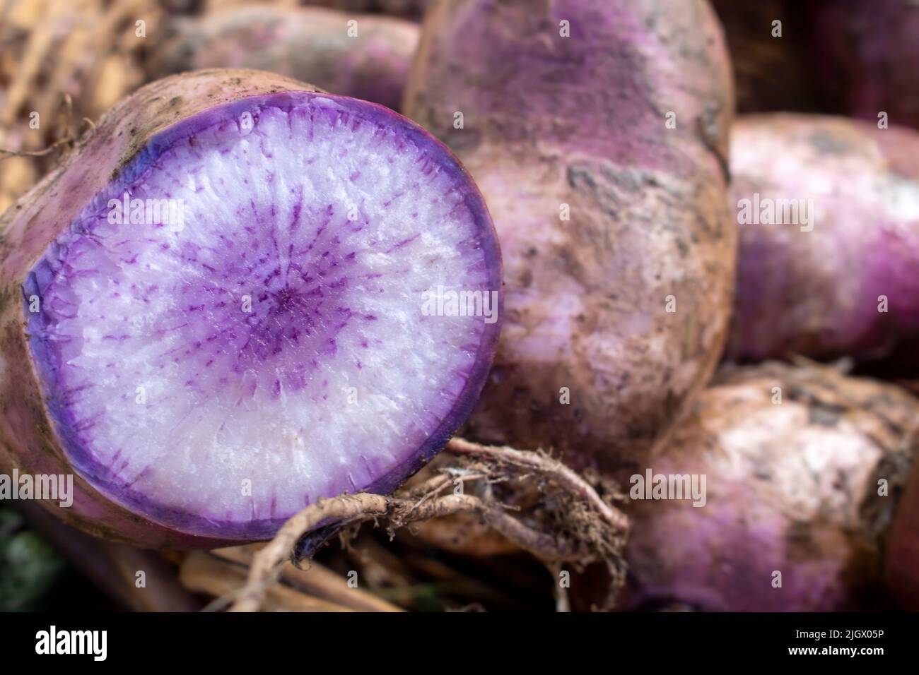 Frash asiatique légumes POURPRE DAIKON COUPE DE RADIS Banque D'Images
