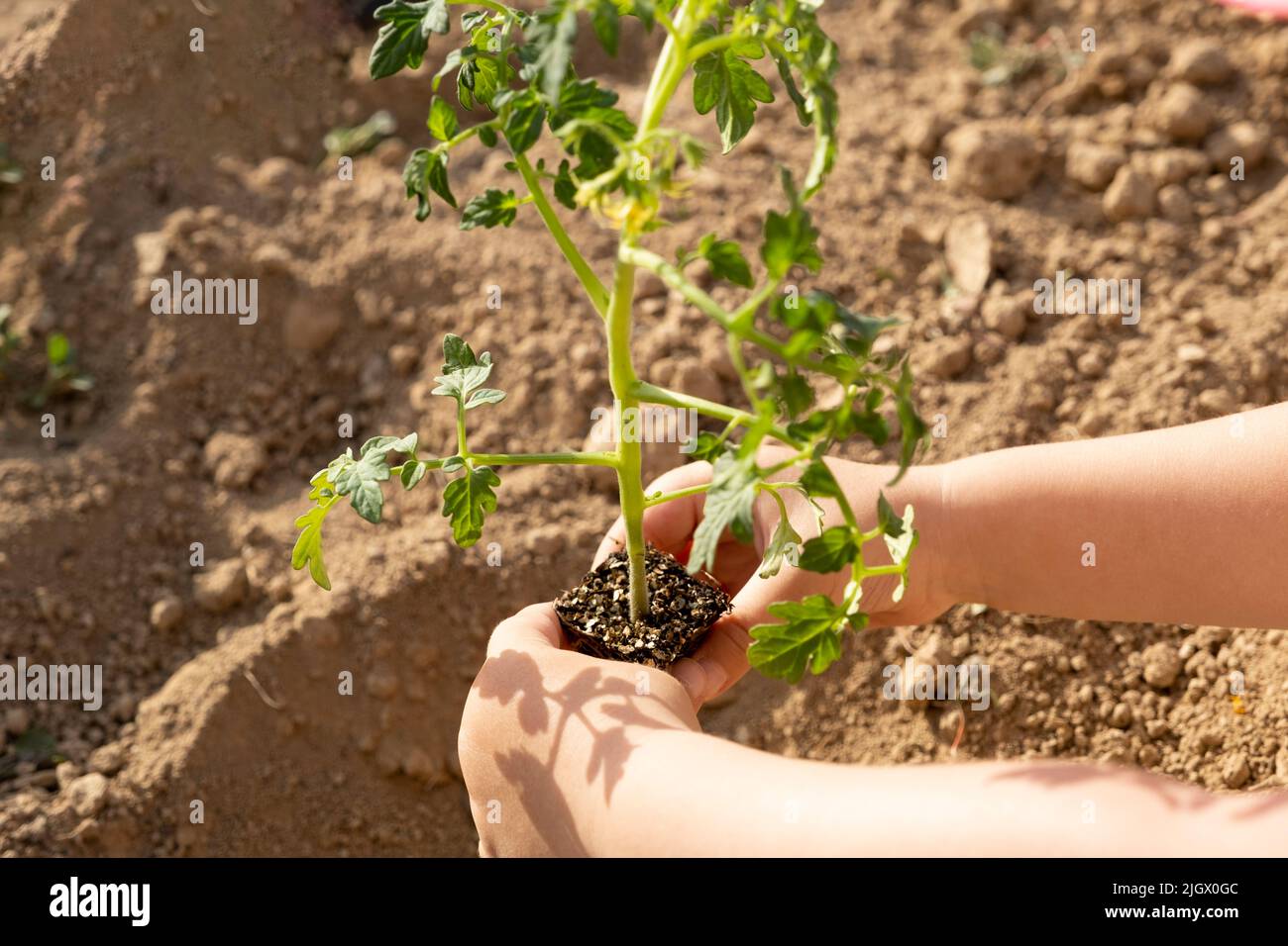 Plantation de plants de tomates, les mains d'enfants plantation de plants de tomates. Jardinage et plantation au printemps. Concept d'activité familiale. Jardin pour enfants. Banque D'Images