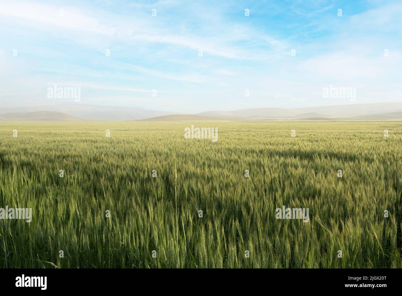 Champ de blé, beau paysage de champ de blé vert. Chaude journée d'été, ciel bleu et montagnes lointaines. Photo de l'idée de concept agricole. Banque D'Images