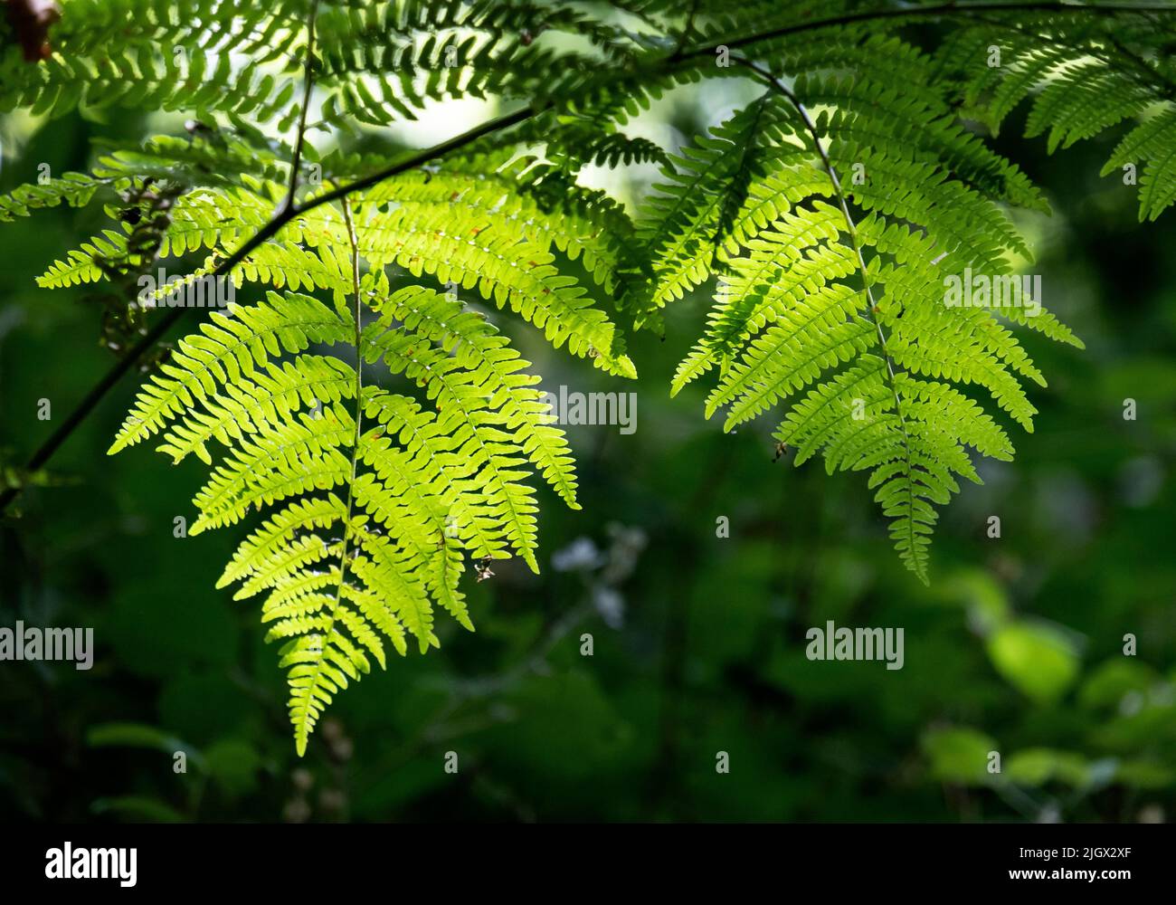 Lumière du soleil sur les plantes de la Fern commune de vert vif dans les bois, Warwickshire, Angleterre. Banque D'Images