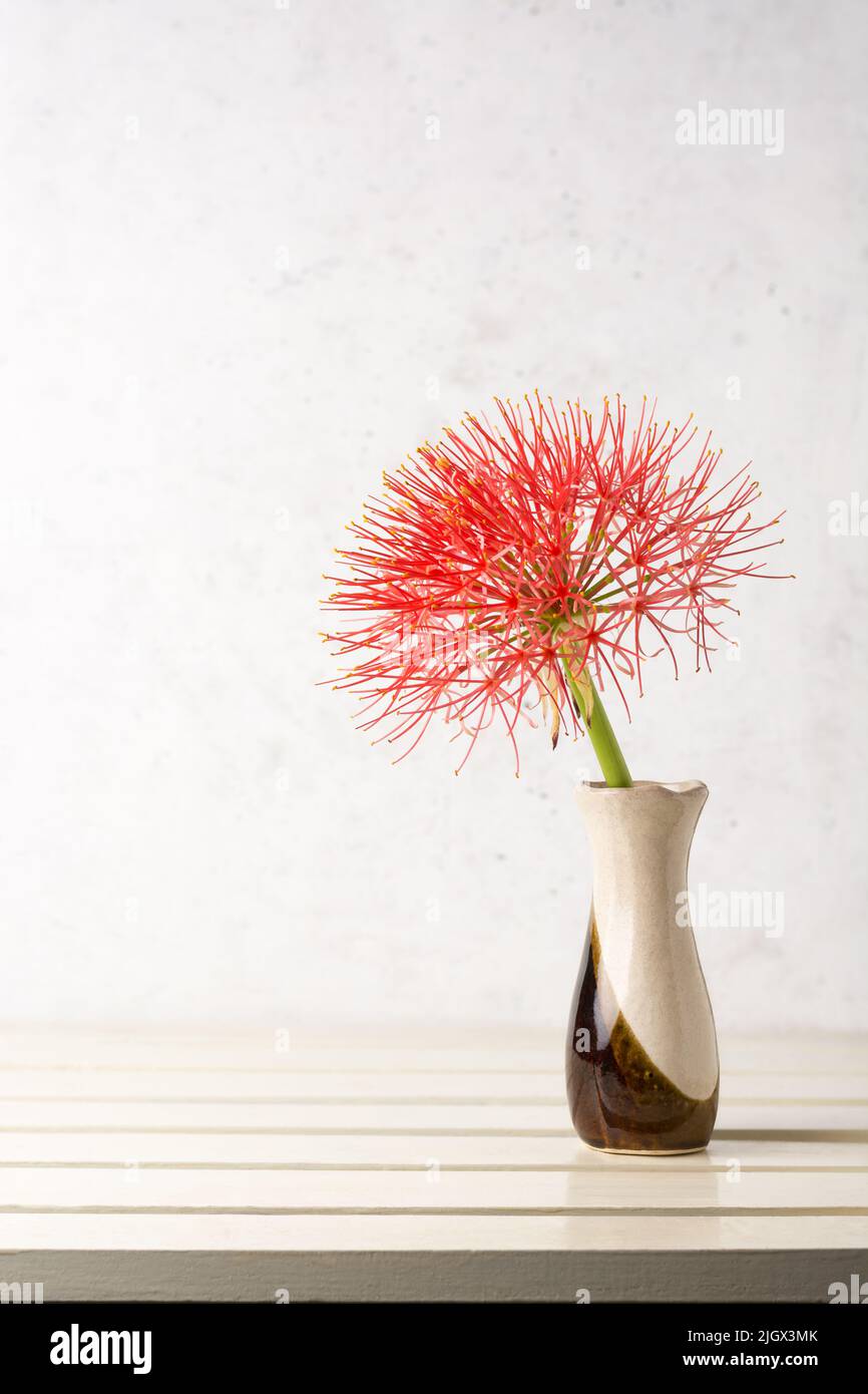 fleur de calliandra dans un vase, placée sur une table blanche sur fond blanc à pois, luette poudreuse ou fleur de sang ou de boule de feu Banque D'Images