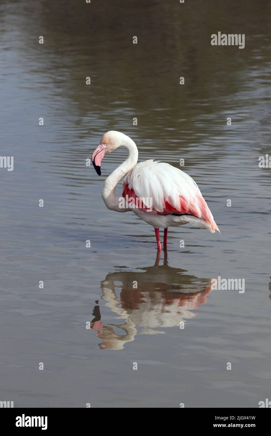 Grand Flamingo (Phoenicopterus roseus) Camargue, France. Banque D'Images
