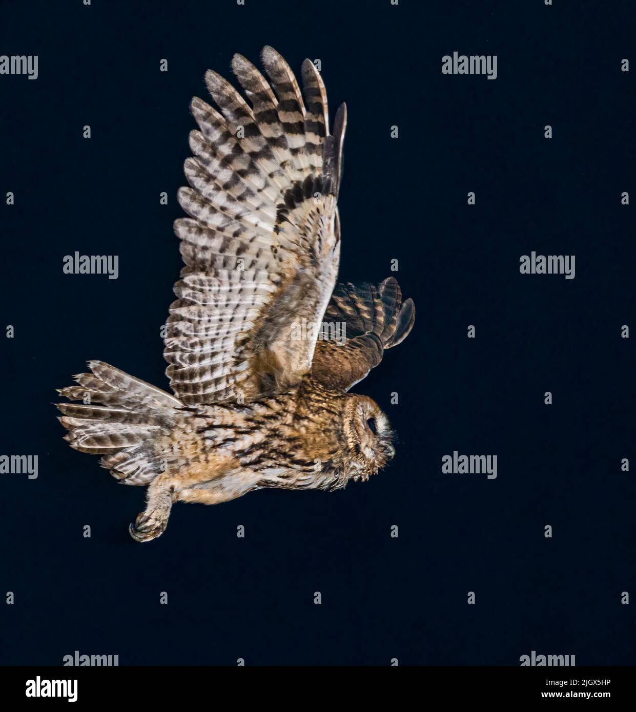 Tawny hibou en vol silencieux la nuit en Norvège Banque D'Images