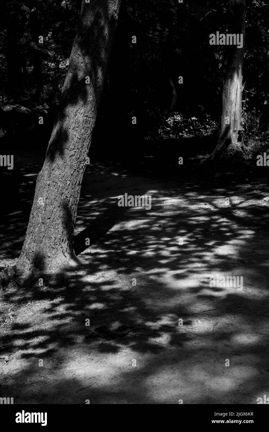 Les feuilles sur les arbres le long de la paisible route boisée créent des ombres. Banque D'Images