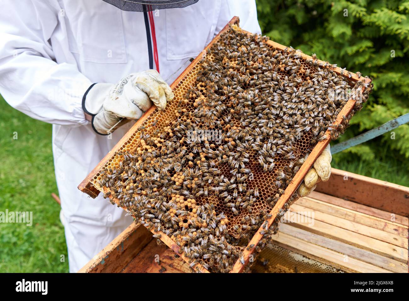 Panneau d'une ruche d'abeille artificielle pleine d'abeilles Banque D'Images