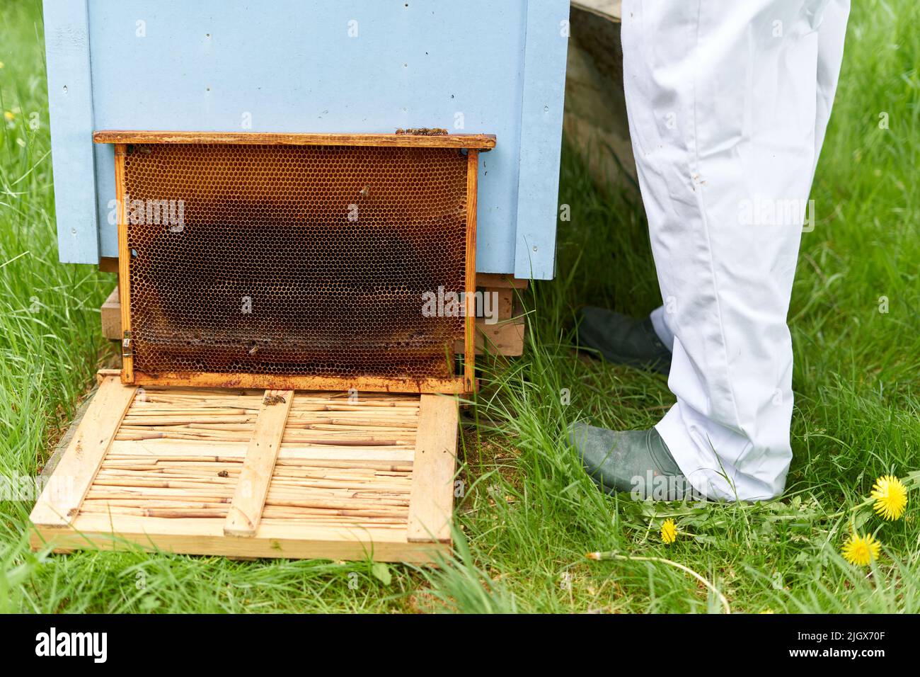 Pattes d'un apiculteur et panneau d'une ruche d'abeille artificielle Banque D'Images