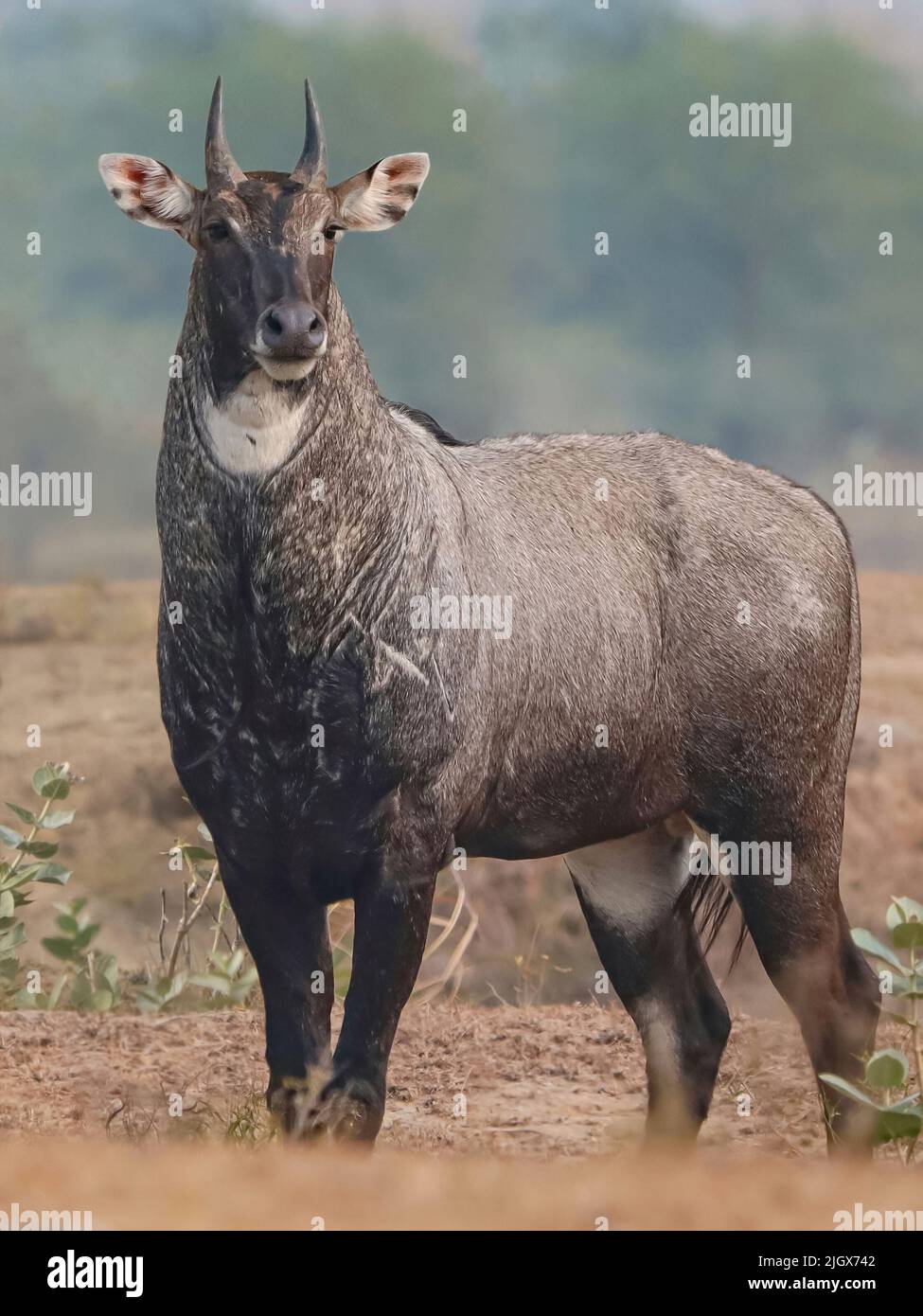 Un mâle Nilgai (Boselaphus tragocamelus), également connu sous le nom de Blue Bull Banque D'Images