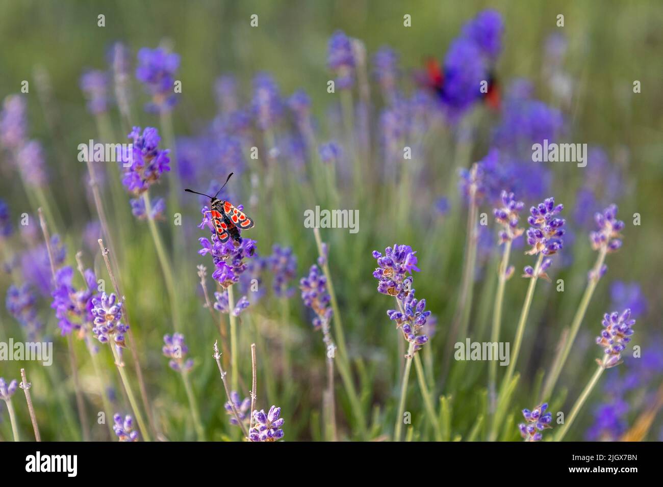 La lavande sauvage pousse dans la vallée de la Drôme, sur les plateaux de montagne des montagnes du Vercors. La lavande sauvage attire de nombreux insectes Banque D'Images