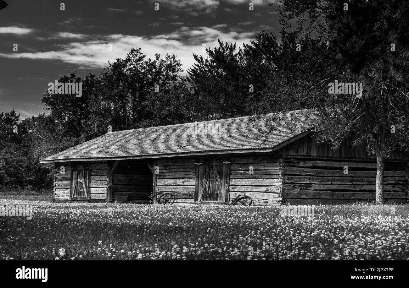 Grange en bois dans un champ de fleurs en noir et blanc Banque D'Images